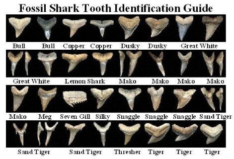 Shark Teeth Identification | sharktooth Shark Teeth Crafts, Teeth Chart, Shell Poster, Veterinary Studies, Sharks Teeth, Shark Bait, Fossil Hunting, Rocks And Fossils, Tiger Shark