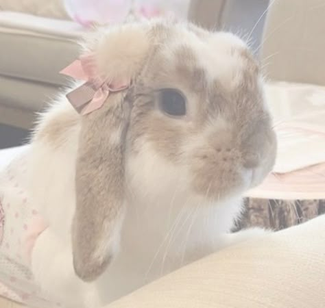 Rabbit Coquette, Cute Bunny Pictures, Bunny Pictures, Bunny Girl, Baby Bunnies, Sweet Animals, Funny Animal Pictures, Cute Bunny