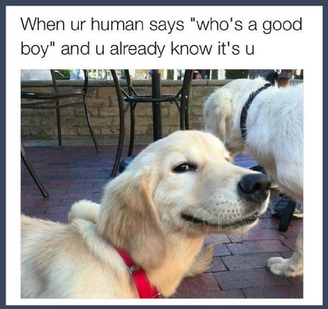 17 Uplifting And Pure Images Guaranteed To Make You Smile Cute Dog Memes, Tierischer Humor, Dog Jokes, Funny Dog Memes, Funny Animal Jokes, Good Boy, Memes Humor, Two Dogs, Funny Animal Memes