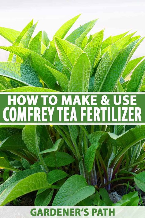 Do you want to fertilize your garden without using chemicals? Learn how to make a homemade liquid fertilizer with comfrey. Homemade comfrey tea fertilizer is an organic, easy, and completely free way to feed your plants and recycle nutrients back into your soil. Learn how with Gardener's Path. #comfrey #gardenerspath Tea Fertilizer, Budget Gardening, Comfrey Tea, Comfrey Plant, Homesteading Life, Homesteading Tips, Foliar Spray, Homestead Ideas, Easy Plants To Grow