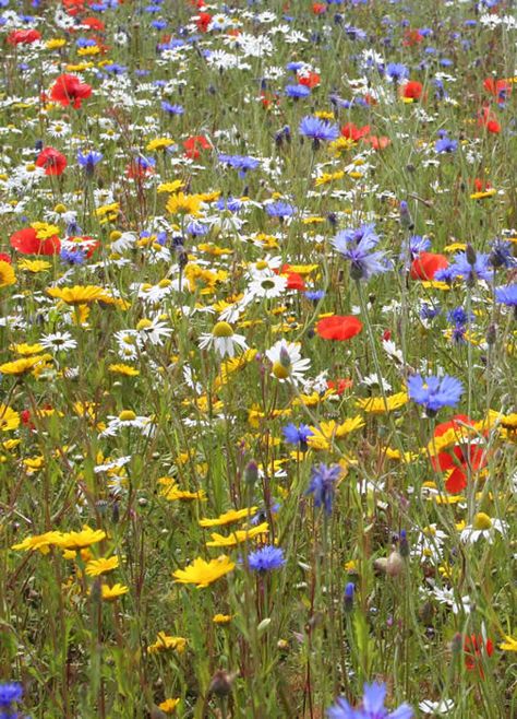 Scottish Wildflowers, Scottish Wild Flowers, Scottish Flowers, Wildflower Photo, Sensory Garden, Scottish Artists, Meadow Flowers, Gnome House, Wildflower Garden