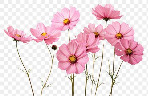 Pink Cosmos Flowers, Libra Color, Pink Cosmos, Png Flower, Cosmos Flowers, Light Pink Flowers, Flowers Petals, Pink Daisy, Text On Photo