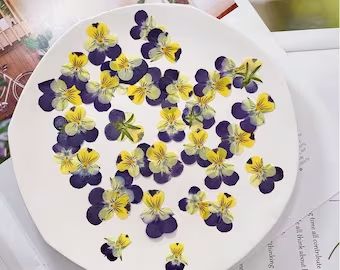 Pressed Flowers Purple Pressed Flowers 12 Pcs/packpressed - Etsy UK Megan Brown, Dried Pressed Flowers, Pansy Flowers, Flowers Pressed, Yellow Violet, Flower Purple, Purple Pansy, Dried And Pressed Flowers, Natural Flowers