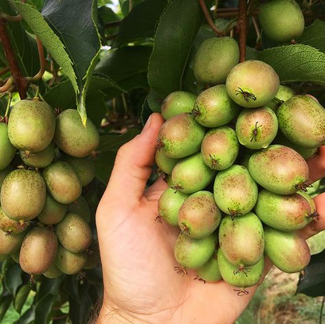 Figure 1. Ripening hardy kiwis on the plant. Photo by Will Hastings, University of New Hampshire. Hillside Orchard, Hardy Kiwi, Kiwi Vine, Kiwi Berries, University Of New Hampshire, Plant Zones, Stone Lantern, My Property, Kiwi Fruit