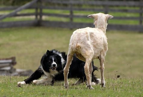 Border Collie Herding, Herding Cattle, Serval Cats, Herding Cats, Herding Dogs, Group 1, Cat Claws, Border Collies, Cat Training