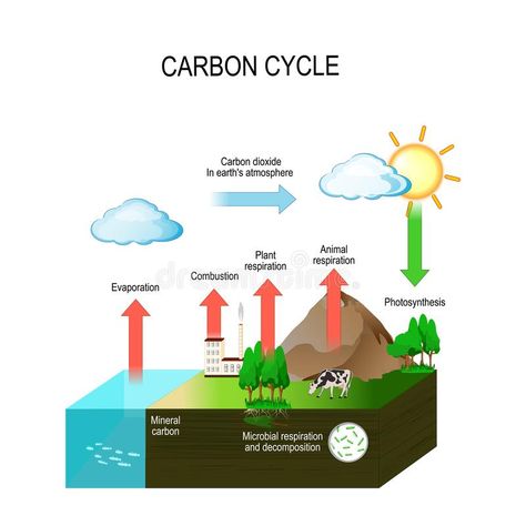 Carbon Cycle Drawing, Cycle Illustration, Cycle Drawing, Plant Biology, Nitrogen Cycle, Carbon Cycle, Nature Science, Earth Atmosphere, Carbon Dioxide