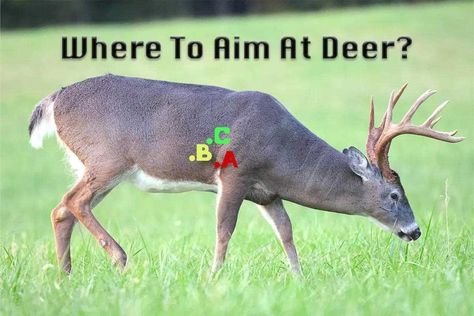 Informative Breakdown of Where to Aim at Deer & the Results - Petersen's Hunting Where To Shoot A Deer, Hunting Deer Tips, Backyard Archery Range Diy, Hunting Hacks, Deer Processing, Bow Hunting Tips, Hunting Ideas, Meat Butcher, Diy Slingshot