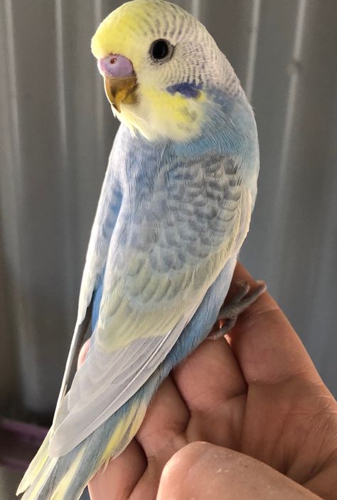 Budgie Aesthetic, Purple Budgie, Rainbow Budgie, Bird Parakeet, Budgies Parrot, Fly Bird, Budgie Bird, Bird Breeds, Budgies Bird