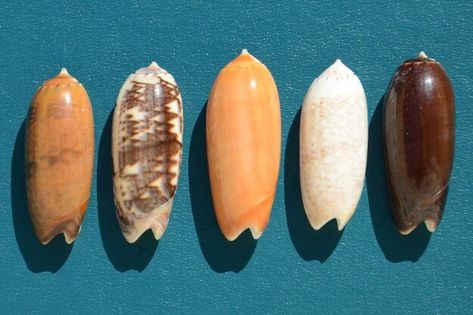 Seashell Identification, Florida Seashells, Beautiful Seashells, Types Of Olives, Types Of Shells, Beautiful Shells, Sand Dollars, She Sells Seashells, Snail Shell