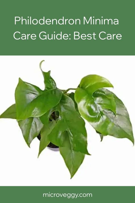 Learn how to care for your Philodendron Minima and keep it healthy with our expert tips! Discover the art of Philodendron Minima care! Philodendron Minima, Plant Parenting, Philodendron Care, Philodendron Plant, Indoor Jungle, Neem Oil, Coconut Fiber, Monstera Deliciosa, Leaf Coloring