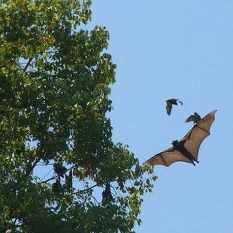 Folklore has made most people afraid of bats, but bats rarely ever bite humans. Bat Deterrent, Bats In Attic, Bat Repellent, Peppermint Oil Hair, Getting Rid Of Bats, Deer Fly, Natural Insecticide, Flying Fox, Gifts Photography