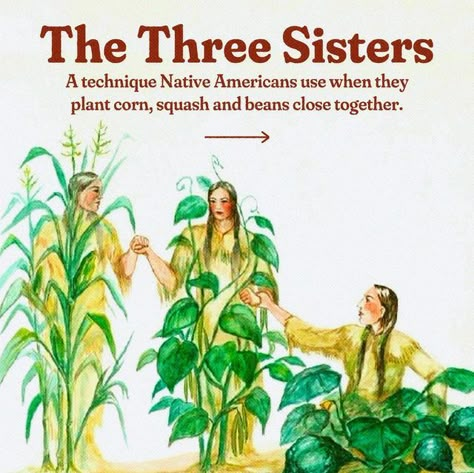 The Oxygen Project on Instagram: "Corn, beans, and squash were definitely on the menu when pilgrims and Native Americans ate together on that first thanksgiving. 🌽🫘🎃 These three staples were among the first important crops for early settlers — using the techniques taught by Native Americans. According to Iroquois legend, these three plants when planted together thrive in the same way three sisters can stick together and support eachother. The Native Americans chose to plant corn, beans and sq Thanksgiving Native American, Indigenous Symbols, Native American Games, Navajo Words, Native American Herbs, Native American Thanksgiving, Indigenous Wisdom, Native American Mythology, Aboriginal Education