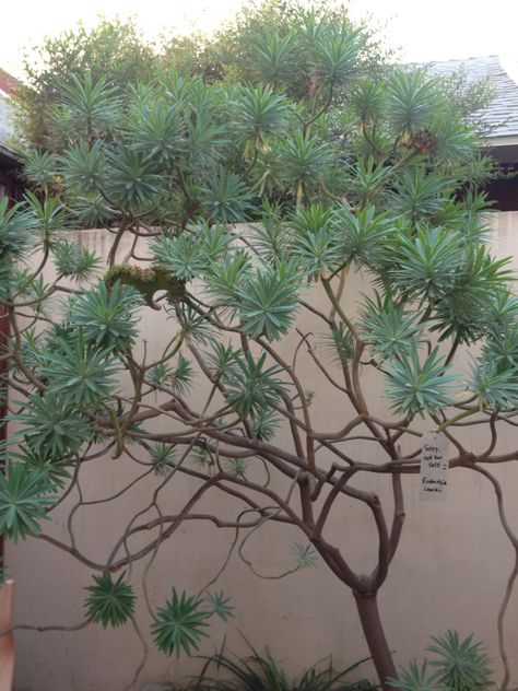 Euphorbia Lambii Euphorbia Lambii, Plant Portrait, Euphorbia Rigida, Spanish Tile Roof, Euphorbia Amygdaloides, Euphorbia Decaryi, Euphorbia Ammak Variegata, Euphorbia Acrurensis, Garden Terrace