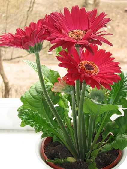 Gerber Daisies are a great option for the office if you are looking for a flowering plant. Gerbera Daisy Care, Gerbera Plant, Best Office Plants, Gerbera Flower, Gubahan Bunga, Gerber Daisies, Office Plants, Annual Flowers, Gerbera Daisy