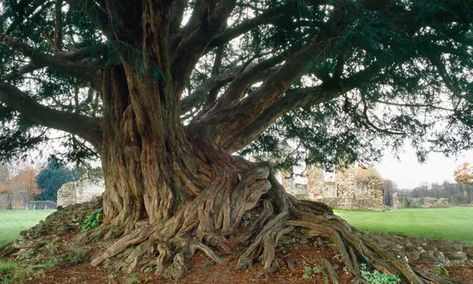 Ancient yew in ruined Surrey abbey crowned UK tree of the year | Trees and forests | The Guardian English Yew, Witchy Garden, Yew Tree, Ancient Trees, New Roots, Chestnut Horse, English Heritage, Ancient Tree, Lightning Strikes