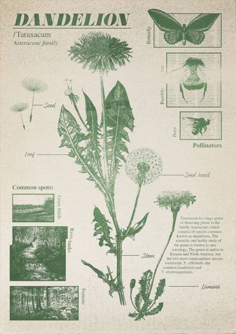 Vintage texture paper print Dandelion. Flowers Prints, Science Textbook, Floral Meadow, Butterfly Poster, Artwork Poster, River Bed, Nature Posters, Picture Collage Wall, Botanical Poster