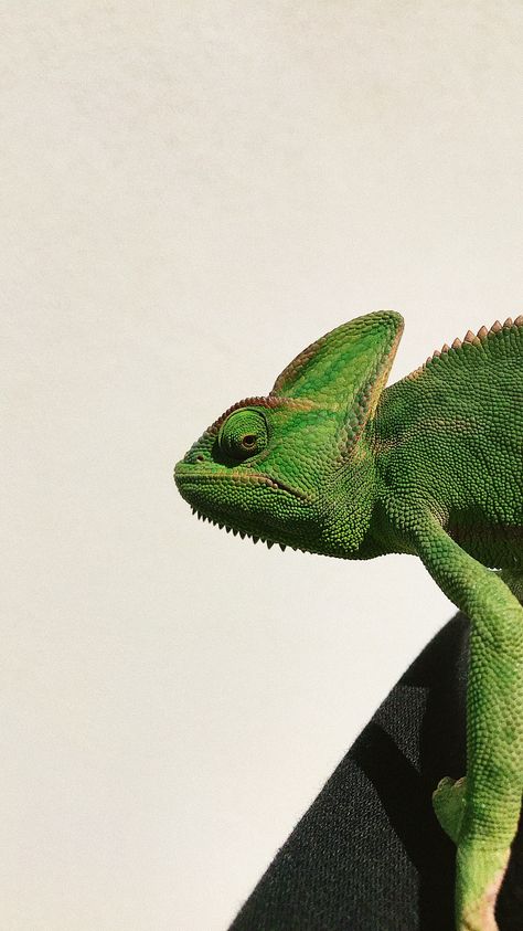 Chameleon Aesthetic, Chameleon Cute, Reptile Wallpaper, Veiled Chameleon, Reptile Cage, Iphone Lockscreen Wallpaper, Snoopy Wallpaper, Chameleons, Reptiles And Amphibians