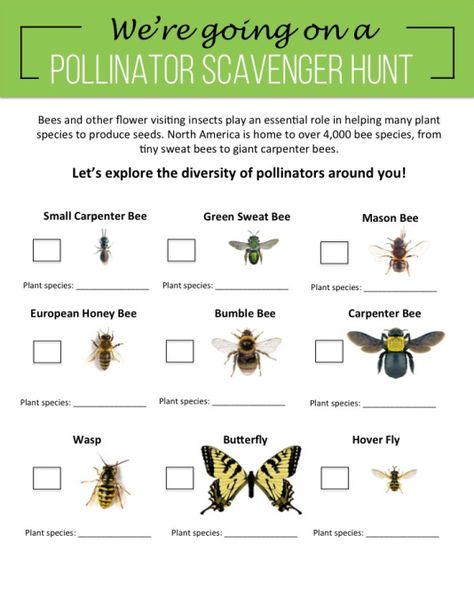 Pollinator Scavenger Hunt, Pollinator Lessons For Kids, Horticulture Lesson Plans, Fall Nature Walk Scavenger Hunt, Nature Walk Scavenger Hunt Preschool, Forest Preschool, Sweat Bees, Carpenter Bee, Pollinator Garden