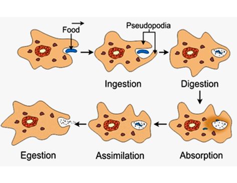 Nutrition In Amoeba Diagram, Nutrition In Amoeba, Biology Lesson Plans, Science Diagrams, Science Board, Biology Facts, Study Flashcards, Animal Cell, Biology Lessons