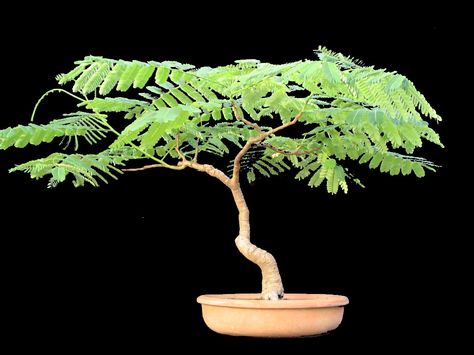 ¿Cómo se hace un Bonsái de Flamboyán? - http://www.jardineriaon.com/bonsai-flamboyan.html #plantas Ficus Ginseng Bonsai, Royal Poinciana, Bonsai Wire, Indoor Bonsai Tree, Mini Bonsai, Acacia Tree, Indoor Bonsai, Bonsai Art, Miniature Plants