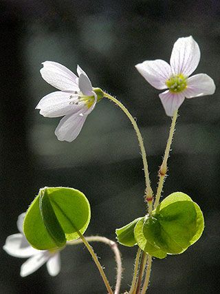 Oxalis Acetosella, Sorrel Plant, Wood Sorrel, Unusual Plants, Irish Blessing, Language Of Flowers, Forest Flowers, Wildlife Nature, 70s Retro