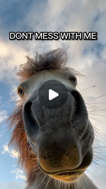 Kayah Lieto on Instagram: "I would be scared if I were you!😳😱😂

•

•

•

#funnypony #funny #equestrian #horses #pony" Equestrian Funny, Funny Equestrian, Equestrian Horses, Girl Pony, Trick Riding, Dont Mess With Me, Funny Faces, Show Off, Equestrian