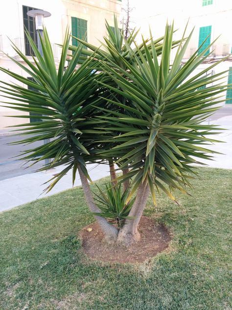 Yucca sp. AGAVÀCIA Iuca o juca http://ca.wikipedia.org/wiki/Yuca House Plants Indoor Air Purifying, Rock Flower Beds, Trophy Fish, Tropical Garden Design, Landscape Plants, Group 4, Hanging Plants Indoor, Small Palms, Front Landscaping