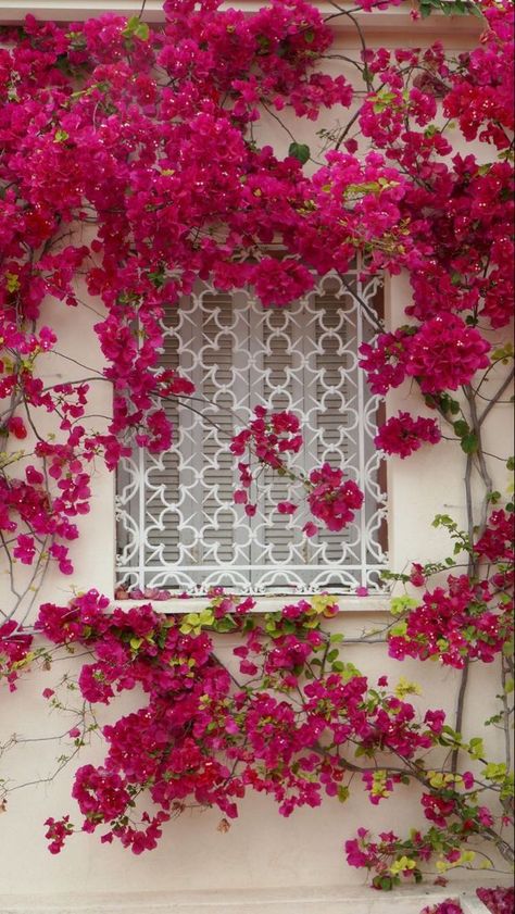 Bougainvillea Trellis, Italian Balcony, Spanish Flowers, Bougainvillea Flower, Indian Garden, Scenery Background, Garden Painting, Wedding Mood Board, Climbing Plants