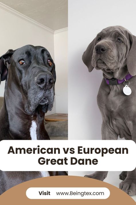 American vs European Great Dane European Great Dane, American Vs European, Different Types Of Dogs, Types Of Dogs, Two Dogs, Cute Dogs And Puppies, Personality Traits, Great Dane, Different Types