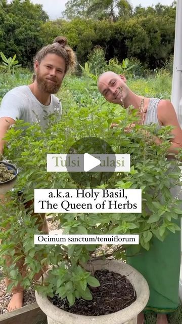 Retreat Catering by Alex Klein 🧑🏼‍🍳 Byron Bay & Noosa on Instagram: "Tulsi Holy Basil Pesto Recipe. 

Tulsi AKA Holy Basil, The Queen of Herbs, Ocimum sanctum/tenuiflorum, is described as the most holy plants on earth in the ancient Vedic texts. It’s medicinal values are miraculous and dynamically applicable to a vast range of conditions and people. 

One way we love to obtain the medicinal and tasty benefits of tulsi is making pesto. 

Tulsi Holy Basil Pesto Recipe:
3cups of water 
150g macadamia nuts (or any nut of your choice)
150g fresh tulsi (holy basil) leaves 
4 x garlic cloves 
1 tbsp ghee
1 tsp salt 
Half a lemon 
1/4 cup olive oil
Handful of fresh cloverleaf, sorrel, rambling dock or another leafy green of your choice (we like the sour/lemon zingy leafy greens, like those abov Basil Benefits, Making Pesto, Basil Pesto Recipe, Basil Pesto Recipes, How To Make Pesto, Holy Basil, Pesto Recipe, Basil Pesto, Basil Leaves