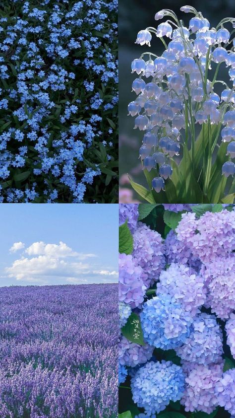 forget-me-nots, lilies of the valley, lavender and hydrangeas. 💜💙 Lilies Of The Valley, Forget Me Nots, Hydrangea Flower, Forget Me Not, Lily Of The Valley, The Valley, Hydrangea, Lavender, Lily