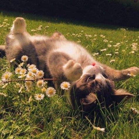 Cute Cats And Dogs Aesthetic, Cat Core, Cottagecore Cat, Animals In Nature, Cats And Flowers, Drømme Liv, Söt Katt, Pretty Animals, Silly Animals