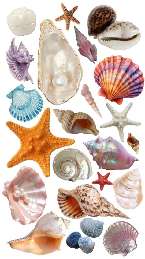 Beach seashells wallpaper collage aesthetic Wallpaper Collage Aesthetic, Seashells Wallpaper, Beach Seashells, Body Type Drawing, Sea Life Art, Twitter Header Pictures, Beach Tattoo, Pen Pal Letters, Wallpaper Collage