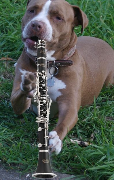 1000+ images about Clarinet on Pinterest | Clarinet, Desktop ... Nanny Interview Questions, Funny Band Jokes, Playing Clarinet, Clarinet Humor, Marching Band Jokes, Clarinet Music, Clarinets, Musician Humor, Marching Band Humor