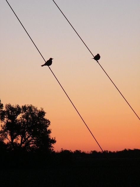 Birds chirping at dawn Birds Chirping, Spring Birds, When I Go, Cute Posts, Poetry Book, Aura Colors, Two Birds, Spring Nature, Poetry Books