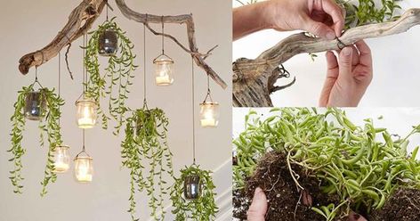 Found materials and small trailing succulents can be combined to make a charming chandelier. Here, we use the succulent variety *Senecio radicans* to create a gorgeous cascading plant display. Plant Chandelier, Driftwood Chandelier, Small Glass Jars, Plant Crafts, Diy Lampe, Spring Cleaning Hacks, Diy Chandelier, House Plants Decor, Plants Decor