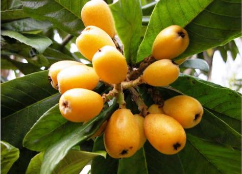 Luscious Loquat Fruit in Bermuda. Pin provided by Elbow Beach Cycles http://www.elbowbeachcycles.com #Bermuda +Bermuda Loquat Recipes, Japanese Plum Tree, Loquat Tree, Florida Garden, Japanese Plum, Plum Tree, Edible Landscaping, Ornamental Trees, Growing Fruit