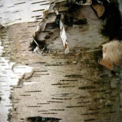 Tree bark is flexible enough to be used in bent jewelry. Tree Bark Jewelry, Bark Jewelry, Birch Jewelry, Birch Bark Crafts, Birch Bark Baskets, Wood Jewelry Diy, Alcohol Ink Glass, Type Of Wood, Buy Wholesale Jewelry