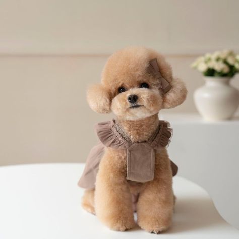 Toy Poodle Haircut Styles Short, Toy Poodle Outfits, Teddy Bear Poodle Haircut, Mini Poodle Haircut, Mini Poodle Haircut Styles, Toy Poodle Haircut Styles, Toy Poodle Haircut Teddy Bears, Toy Poodle Puppy Cut, Cute Puppy Clothes