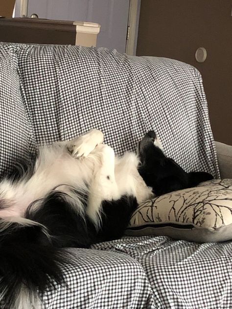 Border Collie’s all sleep this way Sleeping In Car, Herding Dogs, Border Collies, In Car, Nap Time, Border Collie, Dog Person, Bed Pillows, Sleep