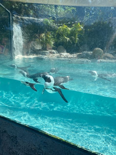 penguin, ocean, aquarium, florida, summer, busch gardens, vacation, tampa Penguins Aquarium, Penguin Aquarium, Zoo Tampa, Tampa Aquarium, Aquarium Pics, Oceanography Marine Biology, Florida Aquarium, Ocean Aquarium, Marine Biologist