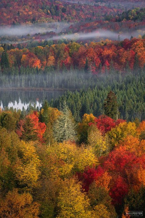 Minnesota fall colors Minnesota Nature, Minnesota Fall, Minnesota Nice, Deciduous Trees, Photography Gallery, Landscape Pictures, Nature Images, Autumn Trees, Fall Foliage