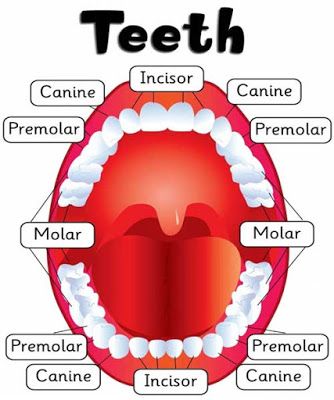 Dental Tools Names, Teeth Diagram, Dental Assistant Study, Human Mouth, Dental Hygiene Student, Tooth Chart, Dental Hygiene School, Dentistry Student, Dental Anatomy