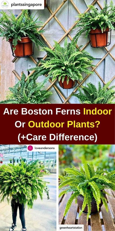 Discover the essential care tips for Boston Ferns, whether you choose to grow them indoors or outdoors. Learn about the differences in care for Boston Ferns, including optimal light, humidity, and watering needs. Explore the beauty of Boston Ferns as indoor ferns and enhance your space with lush greenery. Get expert advice on Boston Ferns care to ensure your fern plant thrives in any environment. Perfect for plant enthusiasts looking to elevate their indoor garden! Types Of Fern Plants, Boston Fern Indoor, Fern Care, Indoor Ferns, Ferns Care, Types Of Ferns, Plants Care, Boston Fern, Fern Plant