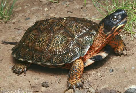 Wood Turtle by Nick Scobel, via Flickr Eastern Box Turtle, Box Turtles, Kawaii Turtle, Wood Turtle, Big Turtle, Fish Pond Gardens, Tortoise Care, North American Animals, Turtle Pond