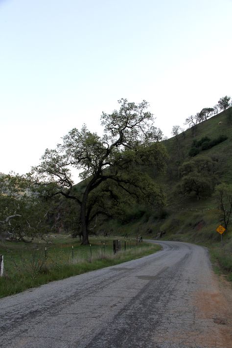 Rural California, Tulare County, Central Valley, Plant Life, Family History, Beautiful World, Hobbies, Cow, Country Roads