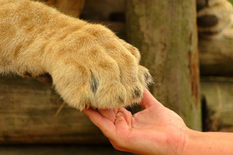 Interaction - hand and lion paw. A white hand of a Caucasian woman and a big bea , #Aff, #white, #Caucasian, #woman, #paw, #Interaction #ad Wildlife Day, Lion Paw, Lion Painting, African Lion, Paws And Claws, Foo Dog, Shake Hands, Human Hand, White Hand