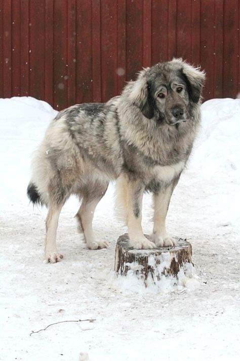 Russian Caucasian Ovcharka Caucasion Shepherds, Caucasian Ovcharka, Dog Oc, Lots Of Dogs, Caucasian Shepherd Dog, Dog Communication, Caucasian Shepherd, St Bernards, Saint Bernards