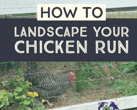 Grass In Chicken Coop, Chicken Coop Runner Ideas, Chicken Run Must Haves, What To Put In Chicken Run, Chicken Coop Landscaping Ideas, Garden With Chicken Coop, Chicken Coop Landscaping, Small Chicken Coop Diy, Small Chicken Coop Ideas