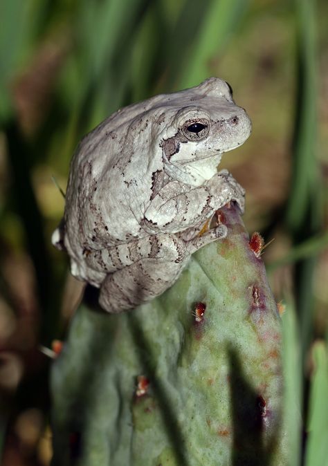 All sizes | Gray Tree Frog (Hyla versicolor) | Flickr - Photo Sharing! Gray Tree Frog Terrarium, White’s Tree Frog, Poisonous Tree Frog, Gray Tree Frog, North American Beaver, Land Turtles, Tree Frog Photography, Box Turtle, River Otter